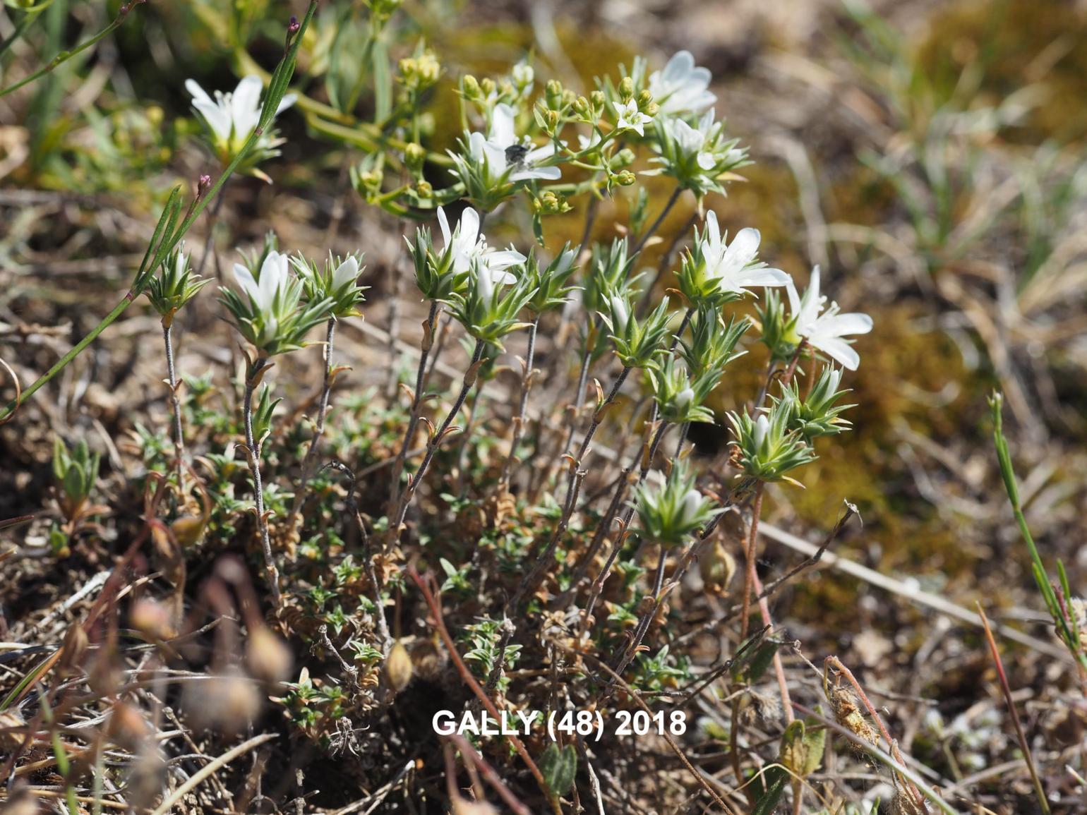 Sandwort, Clustered